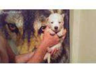 Siberian Husky Puppy for sale in Shelton, WA, USA