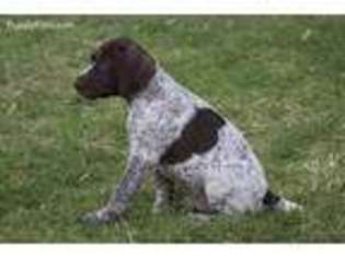German Shorthaired Pointer Puppy for sale in Willcox, AZ, USA