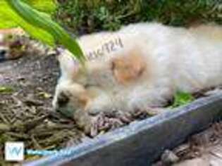Chow Chow Puppy for sale in Hubbard, OH, USA
