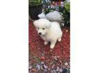 Samoyed Puppy for sale in Warfordsburg, PA, USA