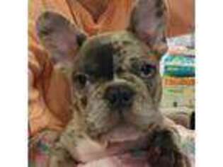 French Bulldog Puppy for sale in Baltimore, MD, USA