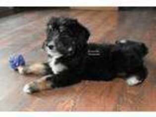 Mutt Puppy for sale in Ligonier, IN, USA