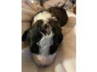 Mutt Puppy for sale in Robertsdale, AL, USA