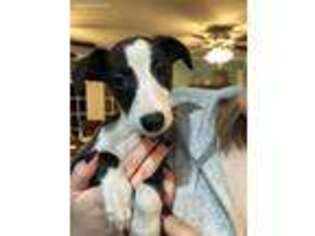 Whippet Puppy for sale in Maiden, NC, USA