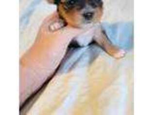 Yorkshire Terrier Puppy for sale in Leominster, MA, USA