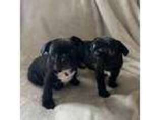 French Bulldog Puppy for sale in Culver City, CA, USA