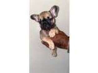 French Bulldog Puppy for sale in Central Islip, NY, USA