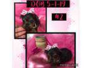 Yorkshire Terrier Puppy for sale in Colmesneil, TX, USA