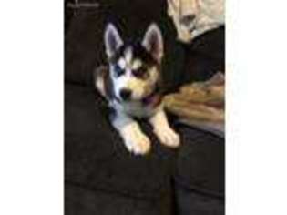 Siberian Husky Puppy for sale in Vacaville, CA, USA