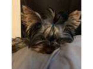 Yorkshire Terrier Puppy for sale in Lewisberry, PA, USA