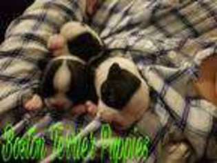 Boston Terrier Puppy for sale in East Haven, CT, USA
