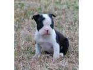 Boston Terrier Puppy for sale in Greenville, TX, USA