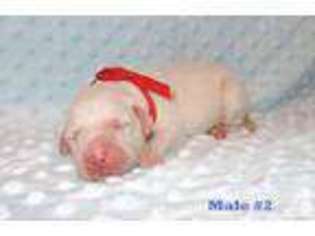 Labrador Retriever Puppy for sale in GUYTON, GA, USA