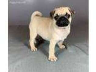 Pug Puppy for sale in Lancaster, OH, USA