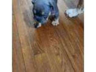 Bulldog Puppy for sale in Atlanta, GA, USA