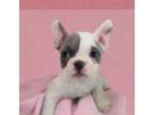 French Bulldog Puppy for sale in Garretson, SD, USA