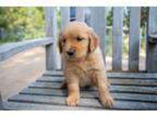 Golden Retriever Puppy for sale in Kalispell, MT, USA