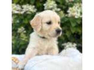 Golden Retriever Puppy for sale in Boston, MA, USA