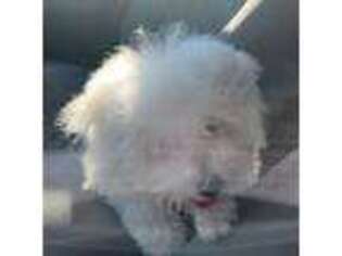 Bichon Frise Puppy for sale in Cedar City, UT, USA