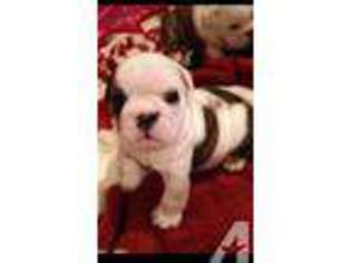 Bulldog Puppy for sale in CASTROVILLE, TX, USA