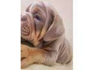 Olde English Bulldogge Puppy for sale in Bumpass, VA, USA