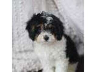 Cavapoo Puppy for sale in Carol Stream, IL, USA