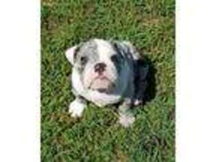 Bulldog Puppy for sale in Pell City, AL, USA