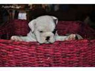 Bulldog Puppy for sale in Cameron, MO, USA