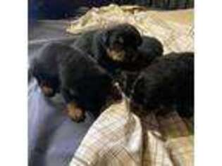 Rottweiler Puppy for sale in Chilton, WI, USA