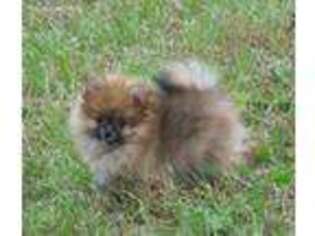 Pomeranian Puppy for sale in Stockton, MO, USA