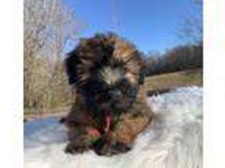 Soft Coated Wheaten Terrier Puppy for sale in Paducah, KY, USA