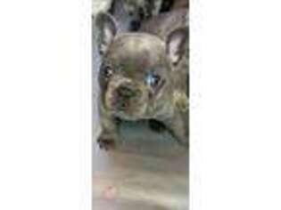 French Bulldog Puppy for sale in Wheatland, CA, USA