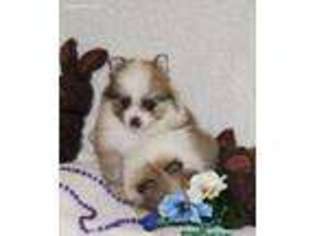 Pomeranian Puppy for sale in Le Grand, CA, USA