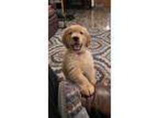 Golden Retriever Puppy for sale in Canton, TX, USA
