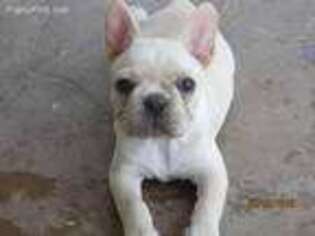 French Bulldog Puppy for sale in Martin, TN, USA
