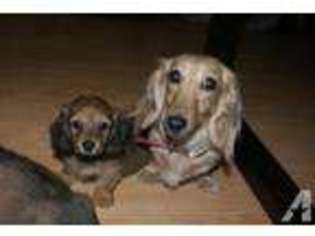 Dachshund Puppy for sale in VAN NUYS, CA, USA