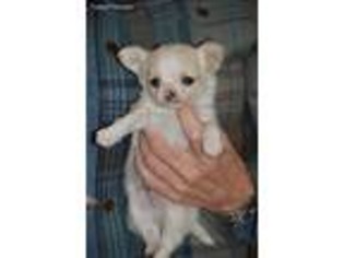 Chihuahua Puppy for sale in Newville, PA, USA