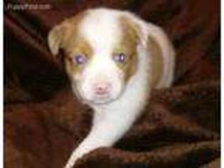 Miniature Australian Shepherd Puppy for sale in Woodleaf, NC, USA
