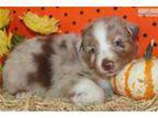 Australian Shepherd Puppy for sale in Fort Worth, TX, USA