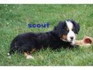 Bernese Mountain Dog Puppy for sale in Tower City, PA, USA