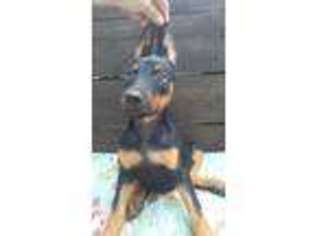 Doberman Pinscher Puppy for sale in Hopedale, OH, USA