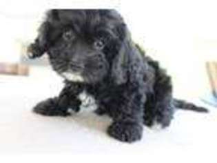 Cavapoo Puppy for sale in Apple Creek, OH, USA