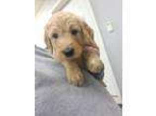 Goldendoodle Puppy for sale in Sigourney, IA, USA