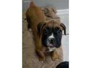 Boxer Puppy for sale in Boise, ID, USA