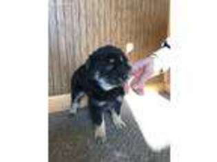 Mutt Puppy for sale in Deer Grove, IL, USA