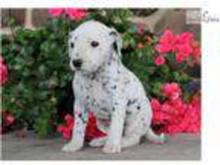 Dalmatian Puppy for sale in Lancaster, PA, USA