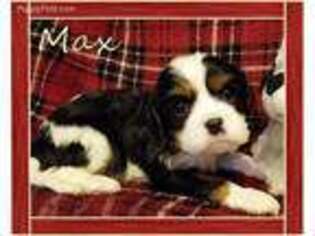 Cavalier King Charles Spaniel Puppy for sale in West Bend, WI, USA