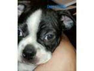 Boston Terrier Puppy for sale in Lakewood, CO, USA