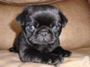 Pug Puppy for sale in POUGHKEEPSIE, NY, USA