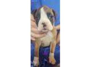 Boxer Puppy for sale in Woodburn, IN, USA